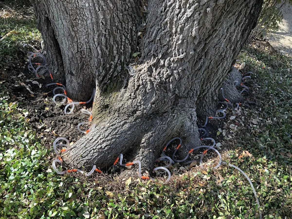 Detailed Tree Cabling and Bracing job site in Opelousas