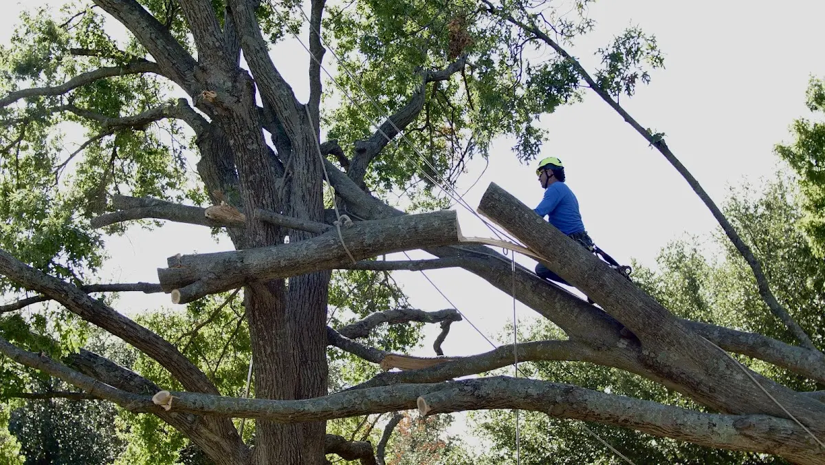 Professional Crown Thinning performed by certified arborists in Opelousas