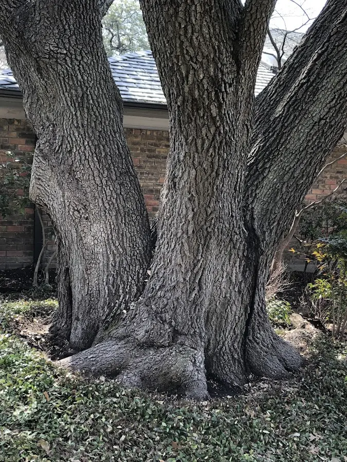 Mature heritage tree close to a Opelousas property cared for by certified arborists